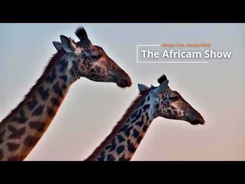 LIVE Virtual Safari Q&A (July 7): Crocodiles & Elephants | The Africam Show