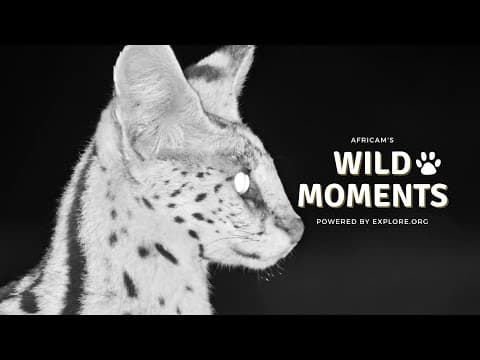 Aardvark, Brown Hyena and Serval | Wild Moments