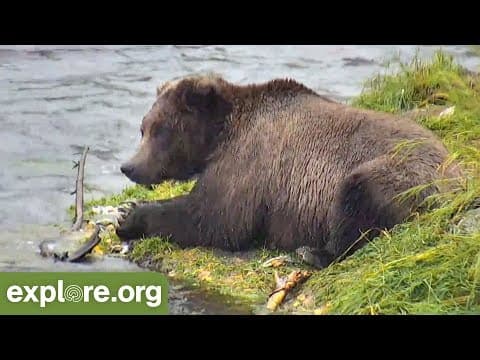 Katmai Brown Bear Play by Play with Mike Fitz