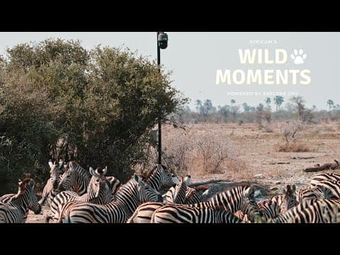 Kalahari Salt Pan Camera| Wild Moments | November 6