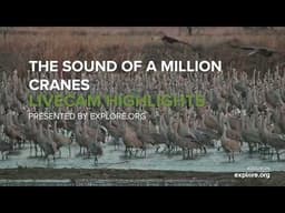 The Sound of A Million Cranes