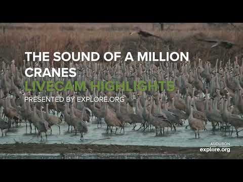 The Sound of A Million Cranes