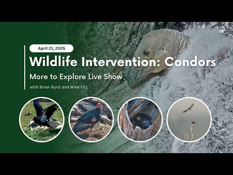 Wildlife Intervention: Condors | More to Explore Live Show
