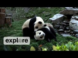 Zen Den - Panda Bears 2
