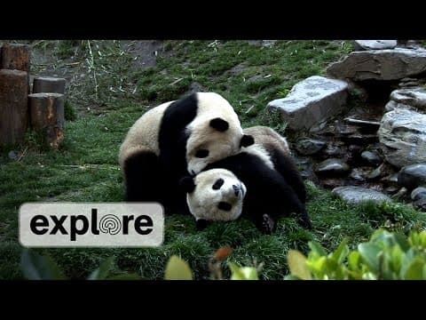 Zen Den - Panda Bears 2