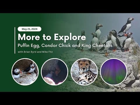 Puffin Egg, Condor Chick and King Cheetahs | More to Explore Live Show