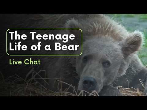 The Teenage Life of a Bear | Brooks Live Chat