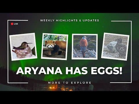Aryana Has Eggs! | More to Explore replay