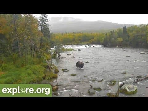 Brown Bear Play by Play with Mike Fitz