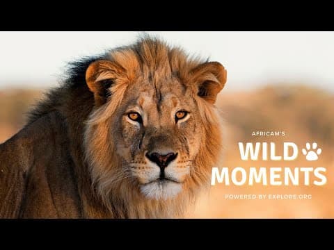 Wild Moments | 8.11.22