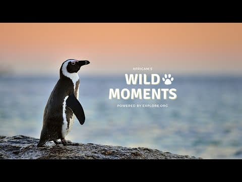 African Penguin Awareness | Wild Moments | October 9