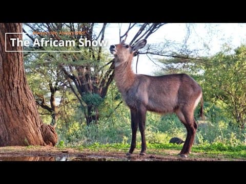 Antelope & Zebra | The Africam Show | March 11