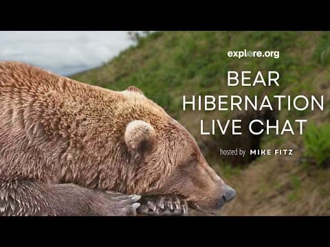 Can Bear Hibernation Advance Human Health? | Live Chat