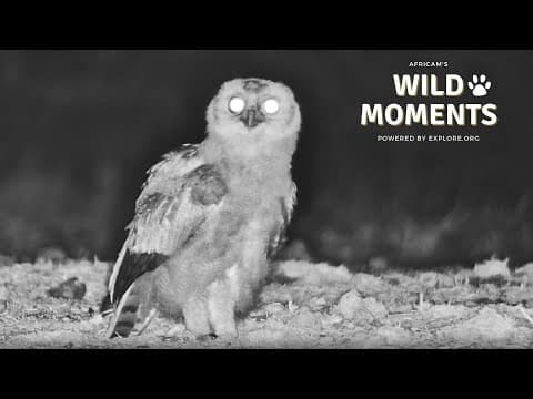 Hyenas, Owls And Elephants | Wild Moments | October 24