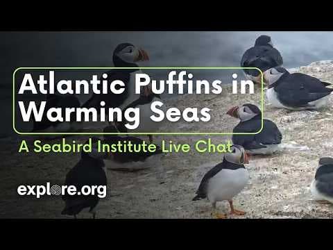 Atlantic Puffin in Warming Seas : an Audubon Seabird Institute Live Chat