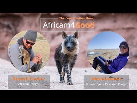 Brown Hyenas! | Africam4Good