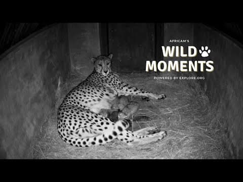 Wild Moments | May 8