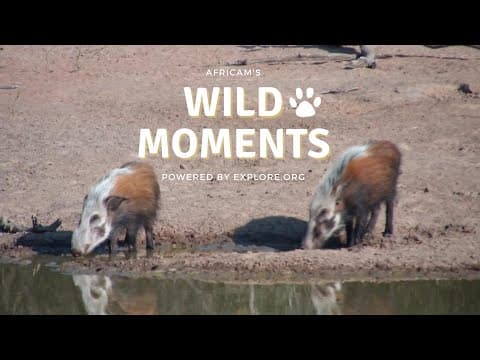 Bushpigs and Warthogs | Wild Moments | June 20