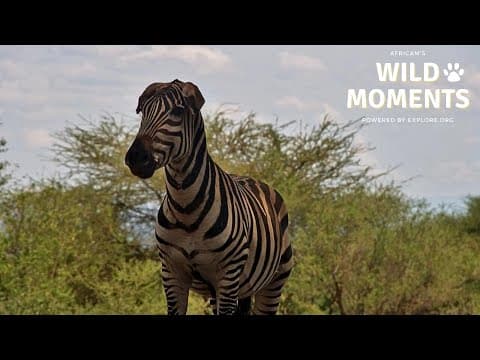 Dust Devils, Cheetah & Zebra | Wild Moments | October 31