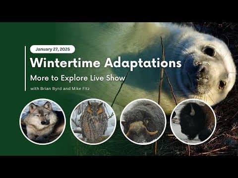 Wintertime Adaptations | More to Explore Live Show