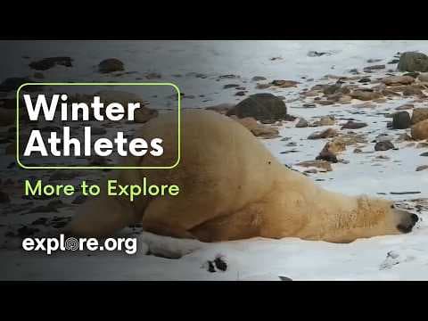 Winter Athletes | More to Explore Live Show