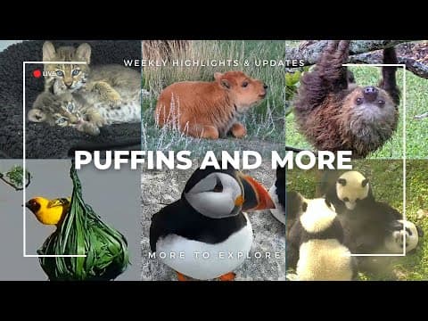 Puffins and More | More to Explore