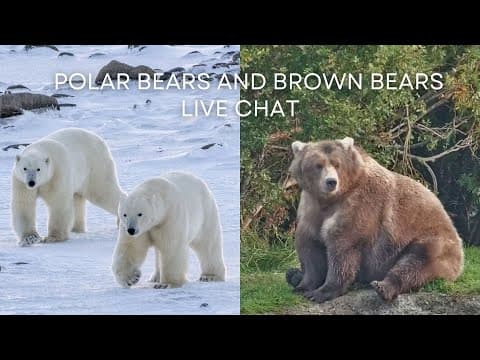 Polar Bears and Brown Bears Live Chat | Explore Live Events