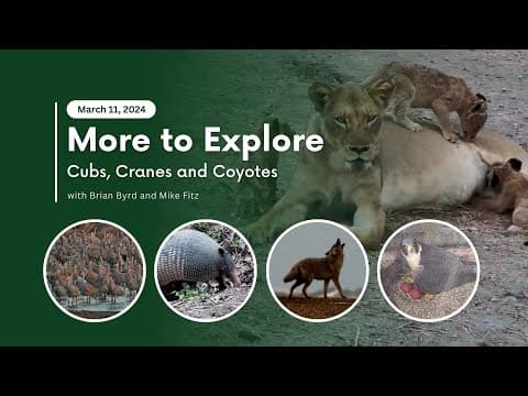 Cubs, Cranes, and Coyotes | More to Explore Live Show