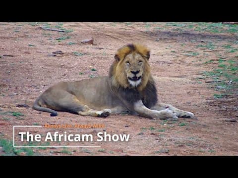 Summertime In The African Bush | The Africam Show