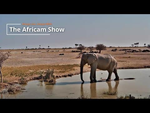 Thirsty Giants | The Africam Show | October 14