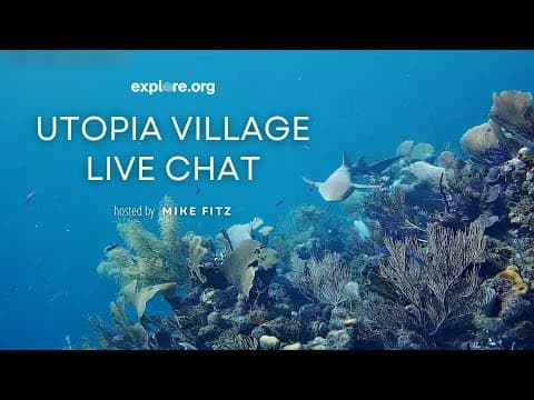 Utopia Village Live Chat | Explore Live Events