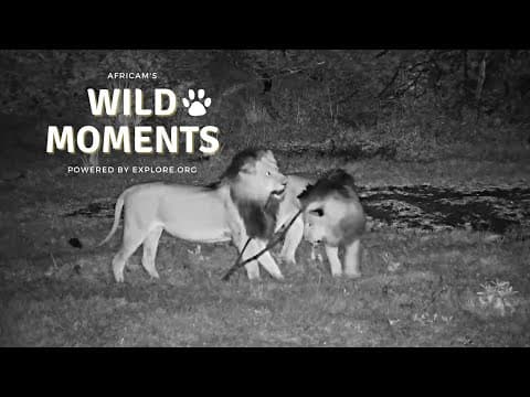Crocodiles & Lions | Wild Moments