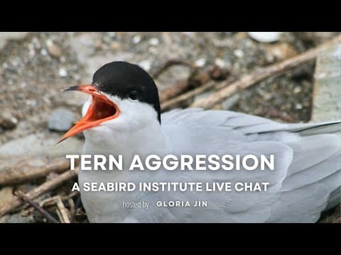 Tern Aggression | Explore Live Events
