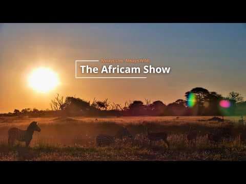Antelope & Elephants | The Africam Show