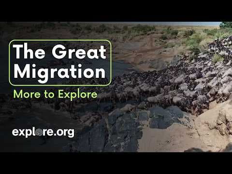 The Great Migration | More to Explore