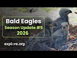 An Eaglet Rescue! | Bald Eagle Nest Update 5