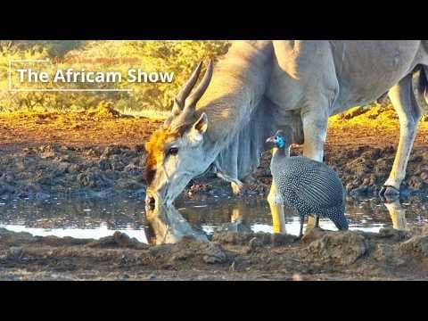 Antelope & Birds | The Africam Show | February 17