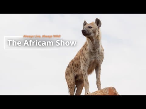The Africam Show | 11.8.22