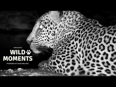 Animal vs Animal | Wild Moments 2.9.23