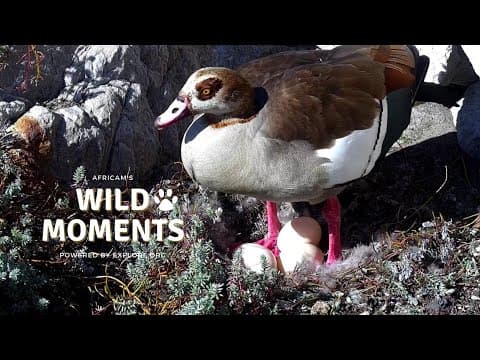 Nest Watch & Hank The Hippo | Wild Moments | August 22