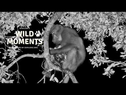 Baboon Birth Captured Live: Best of Weekly Highlights (April 16) | Wild Moments