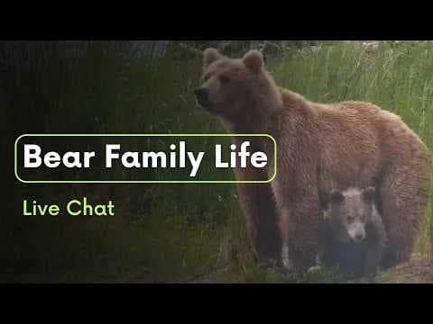 Bear Family Life | Brooks Live Chat