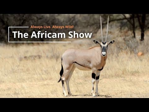The Africam Show | 8.16.22