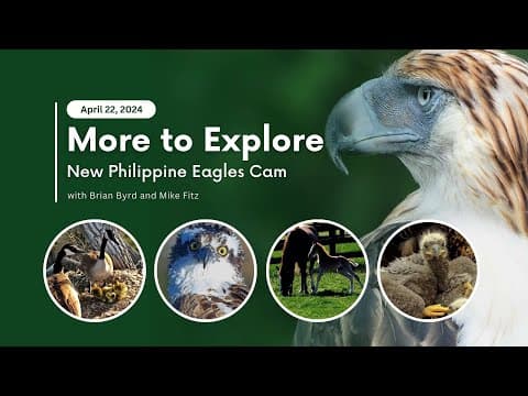 New Philippine Eagles Cam | More to Explore Live Show