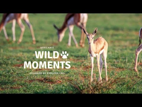Wild Moments | 10.13.22