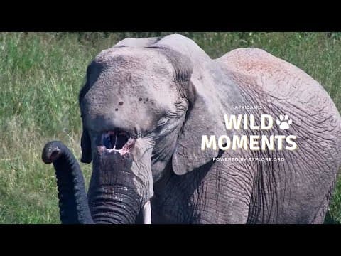Elephants, Wild Dog & Hyena | Wild Moments | April 17