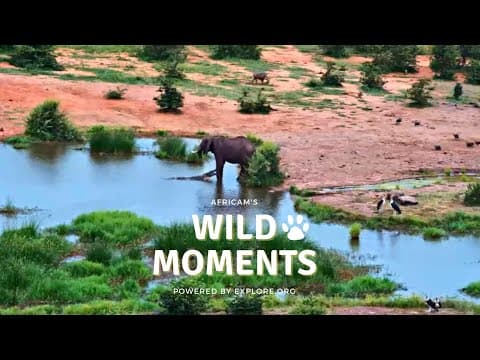 Crocodile Attacks Elephants | Wild Moments Show