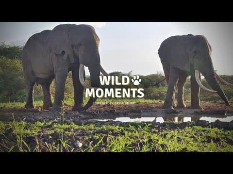Anger At the Waterhole | Wild Moments