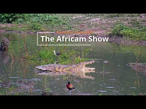 Antelope and Birds | The Africam Show