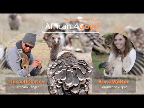 Africam4Good | World Vulture Day